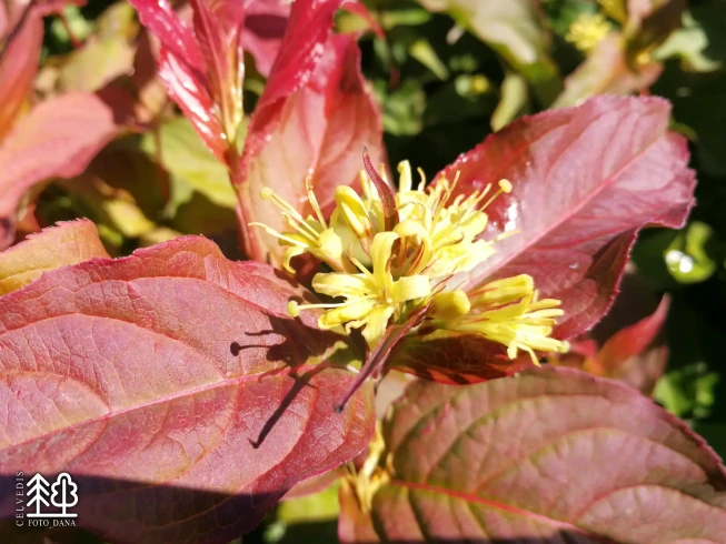 Diervilla sessilifolia    'Dise'